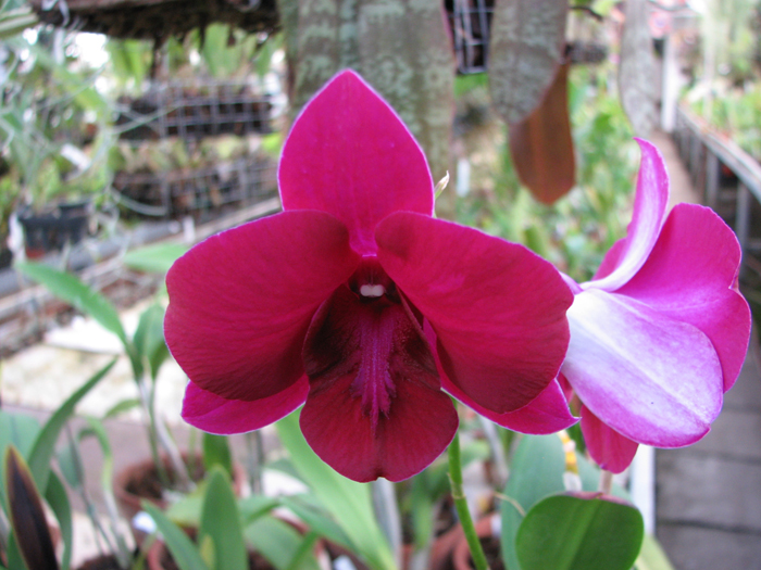 Фото орхидеи Dendrobium Big Ham