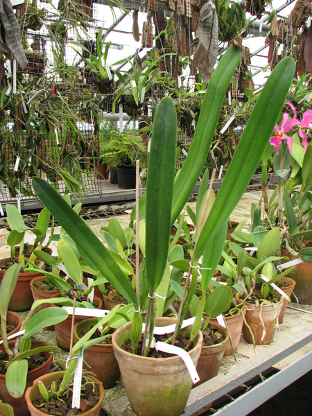 Фото орхидеи Laelia pulcherrima coerulea
