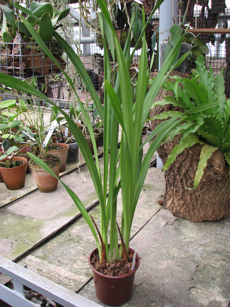 Фото орхидеи Cymbidium Chen's Ruby 'ORCHIS'