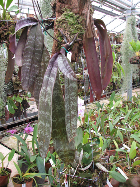 Фото орхидеи Phalaenopsis schilleriana