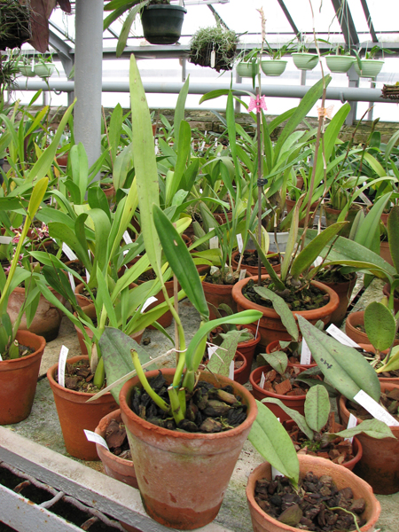 Фото орхидеи Trichopilia gracilis