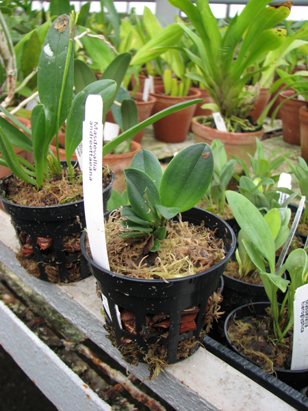 Фото орхидеи Masdevallia andreettaeana