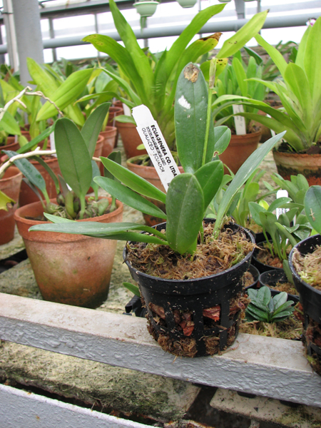 Фото орхидеи Masdevallia amplexa