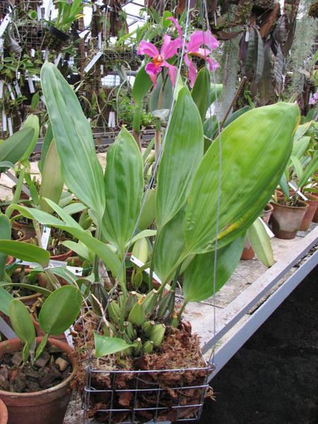Фото орхидеи Stanhopea florida