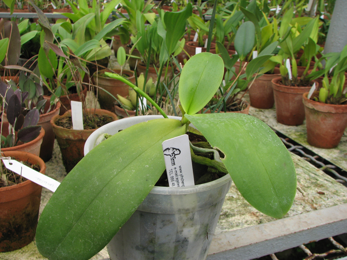 Фото орхидеи Phalaenopsis I-Hsin Salmon