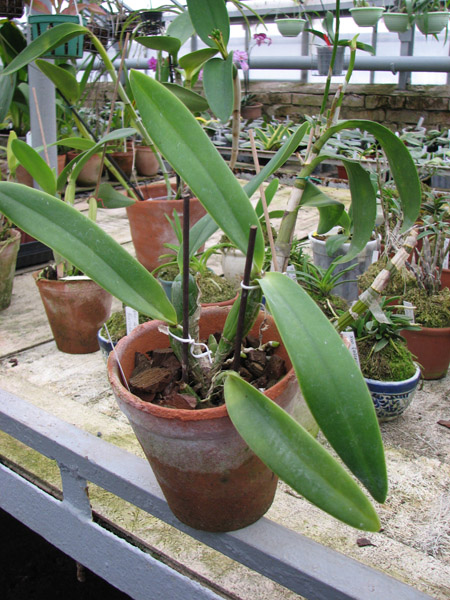 Фото орхидеи Laeliocattleya Azul Madoka 'Hsinying Blue Star'