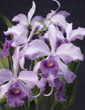 Цветение орхидеи Laeliocattleya Azul Madoka 'Hsinying Blue Star'