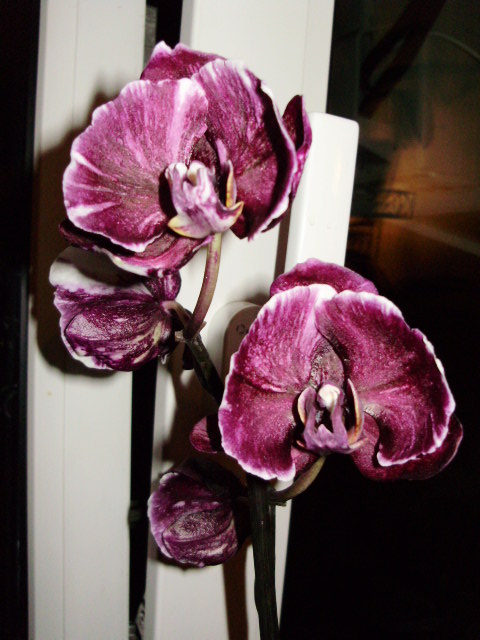 Орхидея Phalaenopsis hybrid