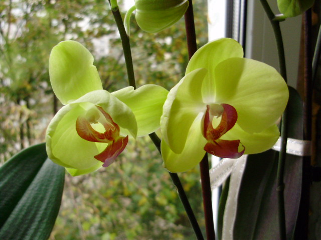 Орхидея Phalaenopsis hybrid