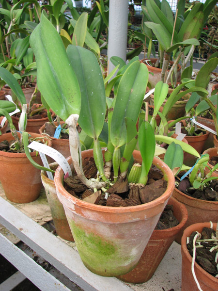 Фото орхидеи Laeliocattleya Imperial Wings 'Noble'