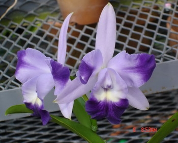 Как цветет орхидея Laeliocattleya Cariad's Mini-Quinee 'Angel Kiss'