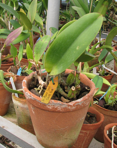 Фото орхидеи Laeliocattleya Aloha Case 'Ching Hua'