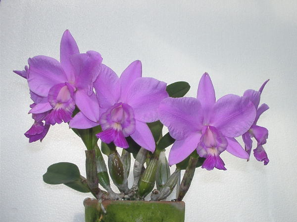 Как цветет орхидея Laeliocattleya Aloha Case 'Ching Hua'