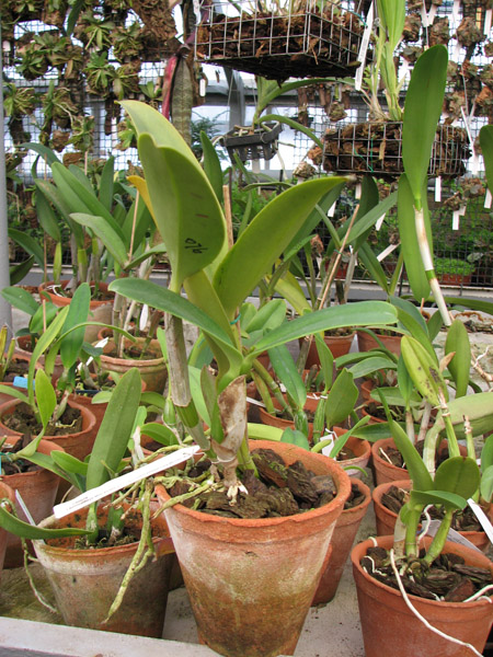 Фото орхидеи Laeliocattleya Mini Purple х Brassolaeliocattleya Lois Mcneil 'Ace'