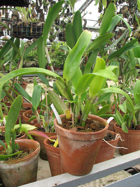 Фото орхидеи Epicattleya Siam Jade 'Avo'