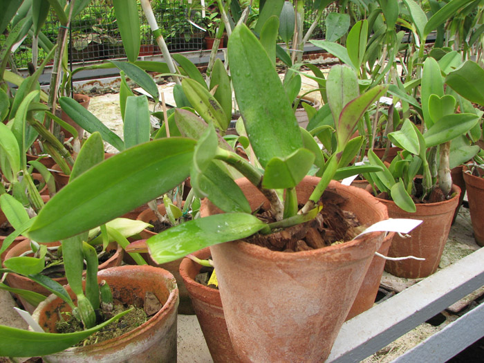 Фото орхидеи Laeliocattleya Imperial Charm 'Sato'