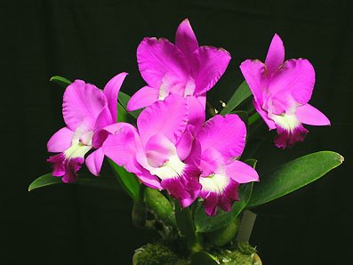 Laeliocattleya Love Knot 'Sato' фото цветка орхидеи