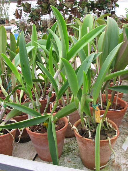 Орхидеи Brassocattleya Little Mermaid 'Janet'.jpg