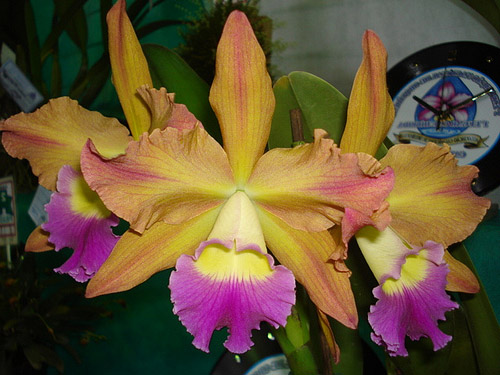 Цветение орхидеи Laelia tenebrosa x Brassolaeliocattleya Toshie Aoki.jpg