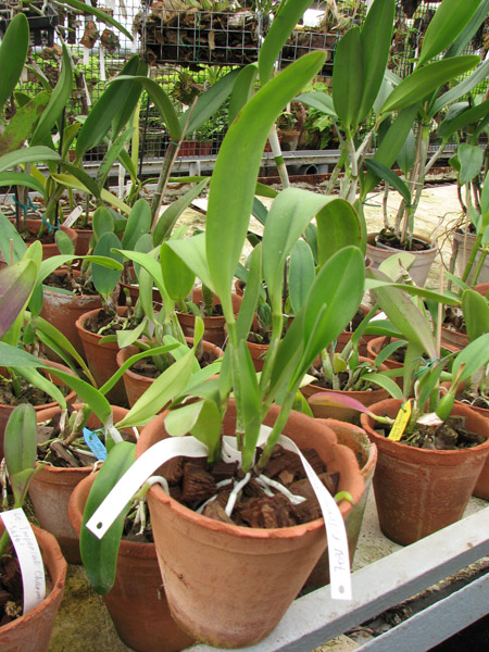 Фото орхидеи Cattleya Penny Kuroda x Laeliocattleya Amber Penny