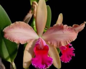 Цветение орхидеи Cattleya Penny Kuroda x Laeliocattleya Amber Penny.jpg