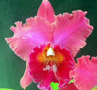 Цветение орхидеи Laeliocattleya Joao Paulo Fontes x Brassolaeliocattleya Oconee Mendenhall.jpg