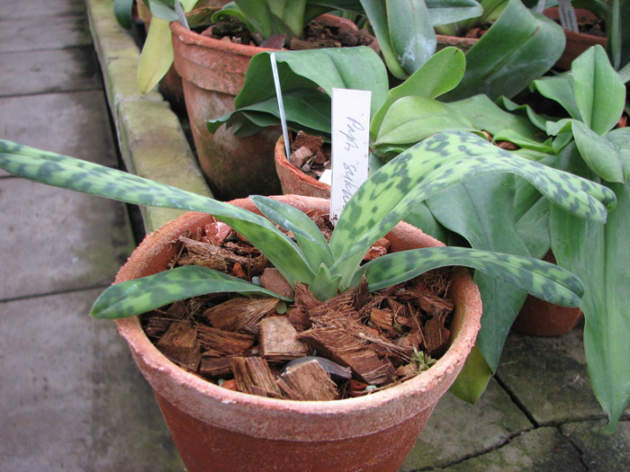 Фото орхидеи Paphiopedilum sukhakulii × sib