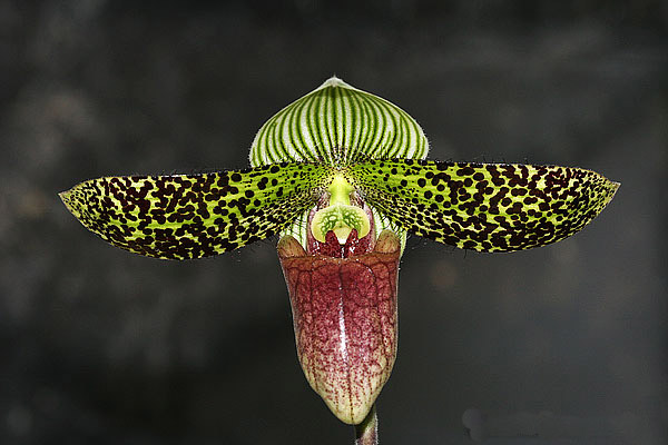 Цветение орхидеи Paphiopedilum sukhakulii × sib.jpg