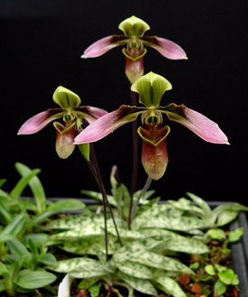 Цветение орхидеи Paphiopedilum hainanense.jpg