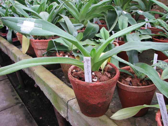 Фото орхидеи Paphiopedilum Hung Sheng Curet × Enzan Fruit