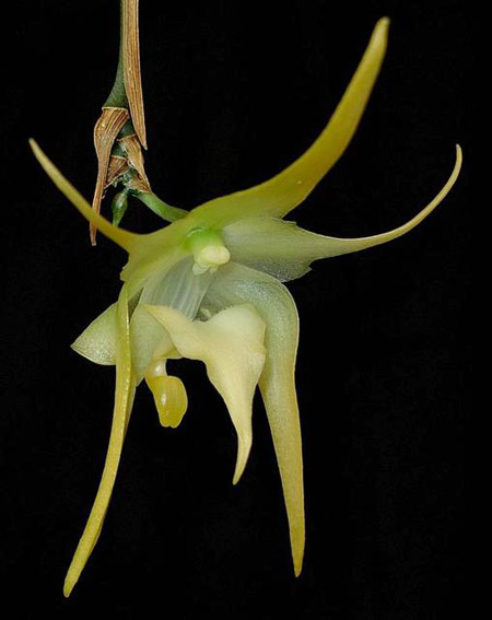 Цветение орхидеи Aeranthes grandiflora.jpg