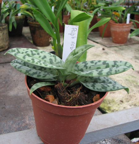 Фото орхидеи Paphiopedilum robinsonii