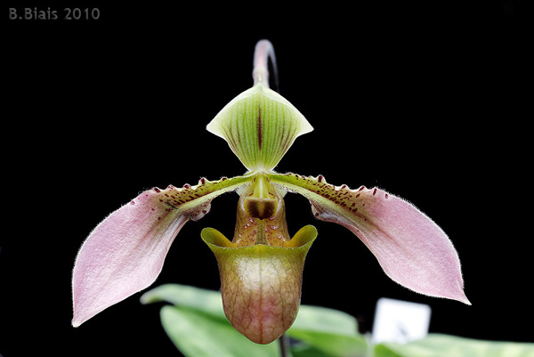 Цветение орхидеи Paphiopedilum robinsonii.jpg