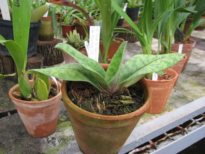 Фото орхидеи Paphiopedilum Pulsar 'In-Charm Coloratum' x Paphiopedilum Hsinhing Web 'In-Lim'
