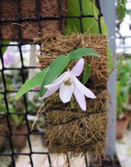 Фото орхидеи Dendrobium moniliforme Raizan