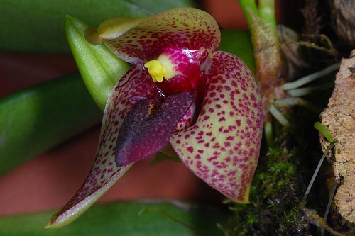 Цветение орхидеи Trias disciflora.jpg