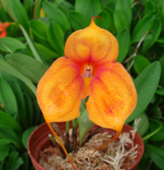 Орхидея Masdevallia Angel Frost Marge.jpg