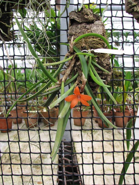 Фото орхидеи Ceratostylis rubra