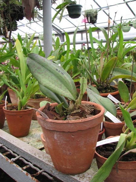 Фото орхидеи Oncidium (paphilio x kalihi) 'Green Valley'