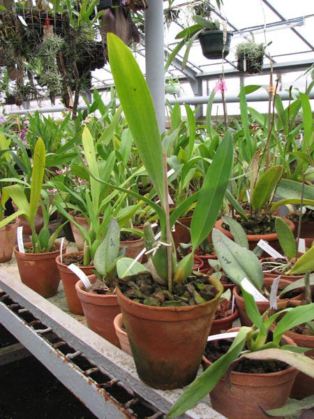 Фото орхидеи Cuitlauzina pendulum