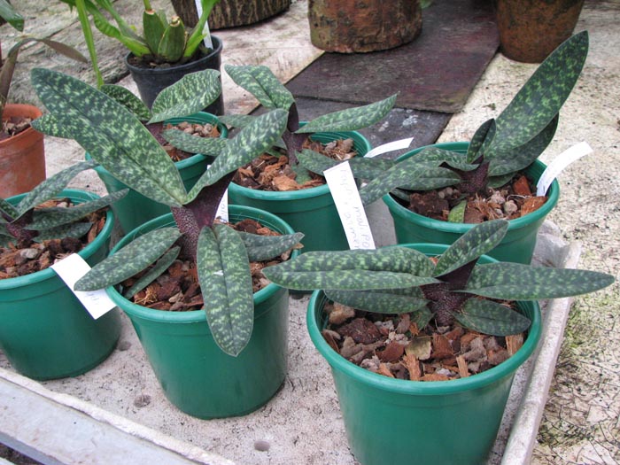 Фото орхидеи Paphiopedilum Norito Hasegawa (malipoense x armeniacum)