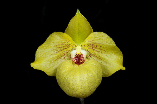 Орхидея Paphiopedilum Norito Hasegawa (malipoense x armeniacum).jpg