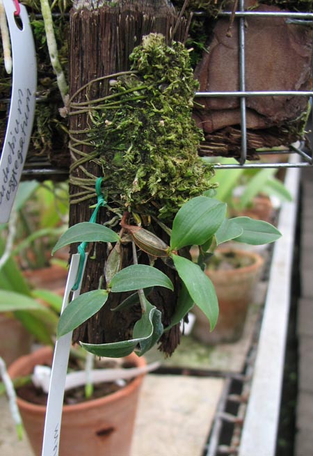 Фото орхидеи Dendrobium tetragonum var. tetragonum