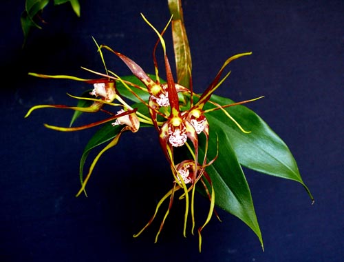 Цветение орхидеи Dendrobium tetragonum var tetragonum.JPG