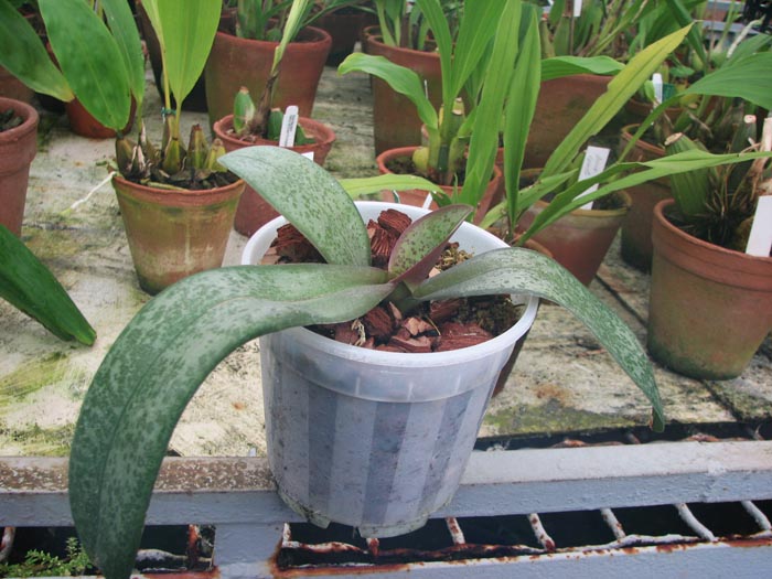 Фото орхидеи Phalaenopsis hybrid splash