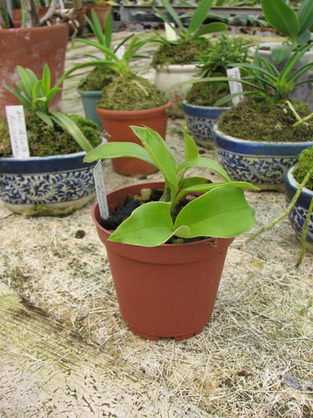 Фото орхидеи Coelogyne barbata