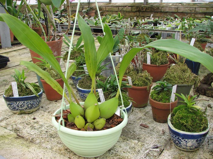 Фото орхидеи Coelogyne speciosa