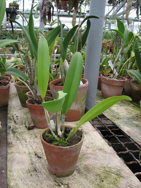 Фото орхидеи Brassocattleya Golf Green
