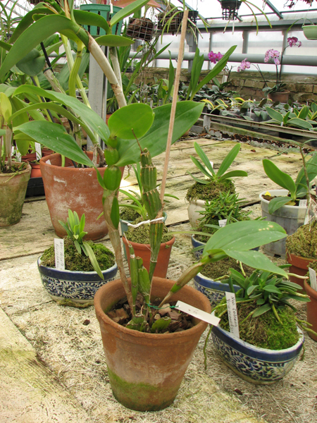 Фото орхидеи Dendrobium sulcatum