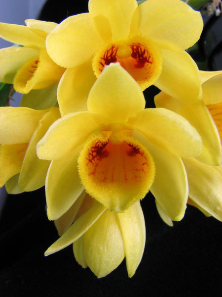Цветение орхидеи Dendrobium sulcatum